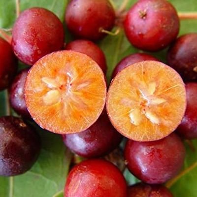 Hồng quân nhà vườn
