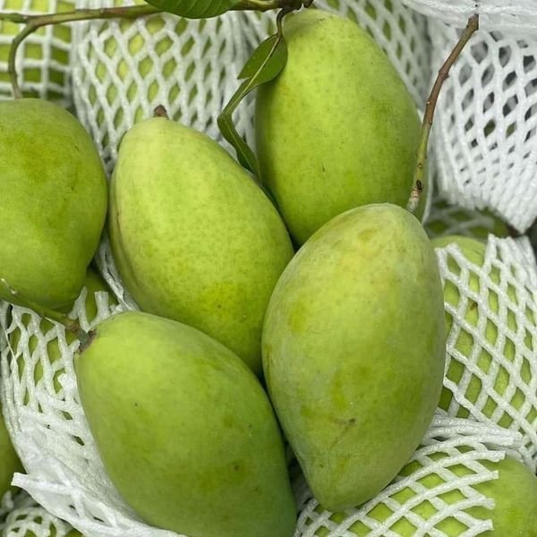 Xoài — ảnh minh hoạ 1