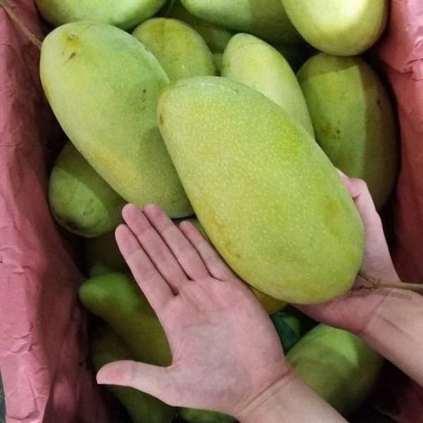 Xoài — ảnh minh hoạ 3